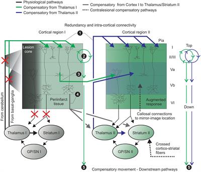 Compensatory Relearning Following Stroke: Cellular and Plasticity Mechanisms in Rodents